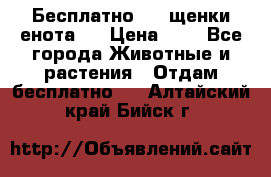 Бесплатно !!! щенки енота!! › Цена ­ 1 - Все города Животные и растения » Отдам бесплатно   . Алтайский край,Бийск г.